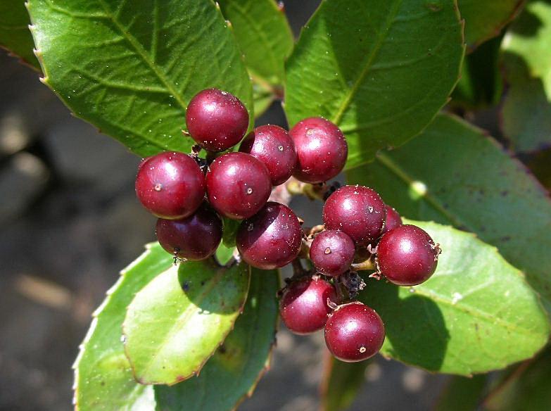 Ilex aquifolium (Agrifoglio)